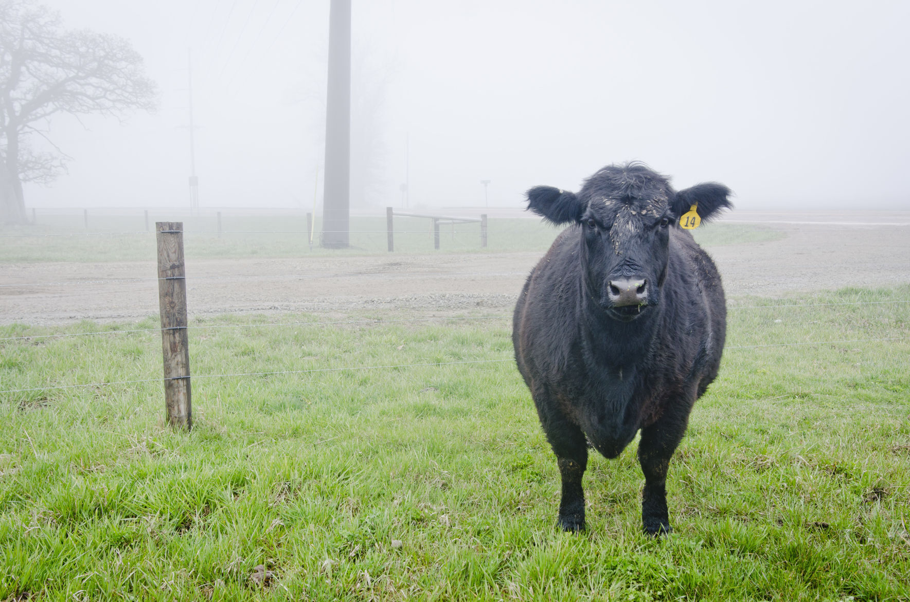 Beef cow